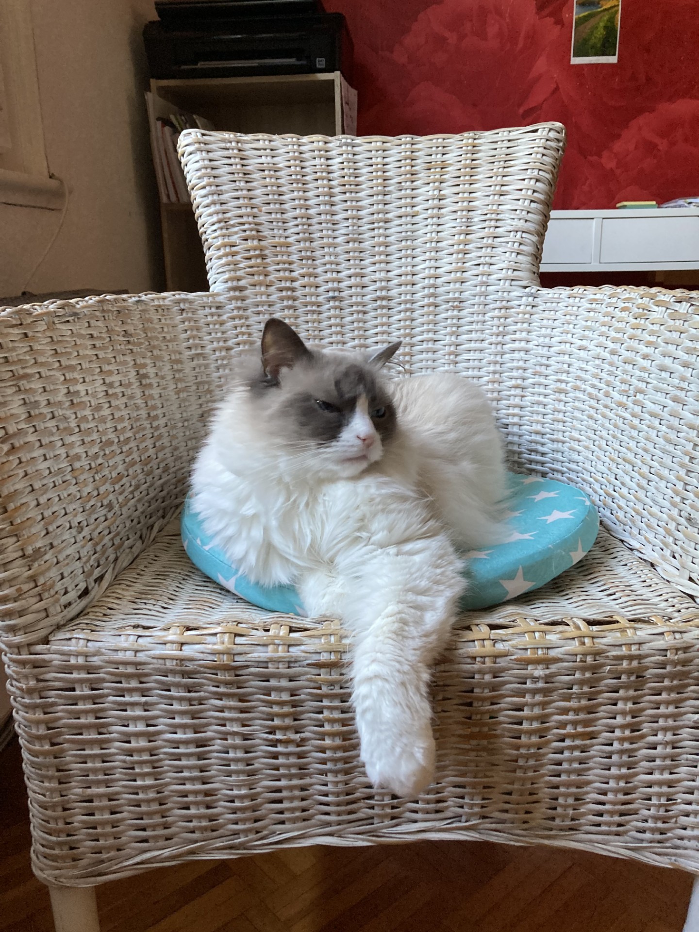 Bella_thumbnail_image_67230977.jpg Bella_thumbnail_image_67230977.jpg